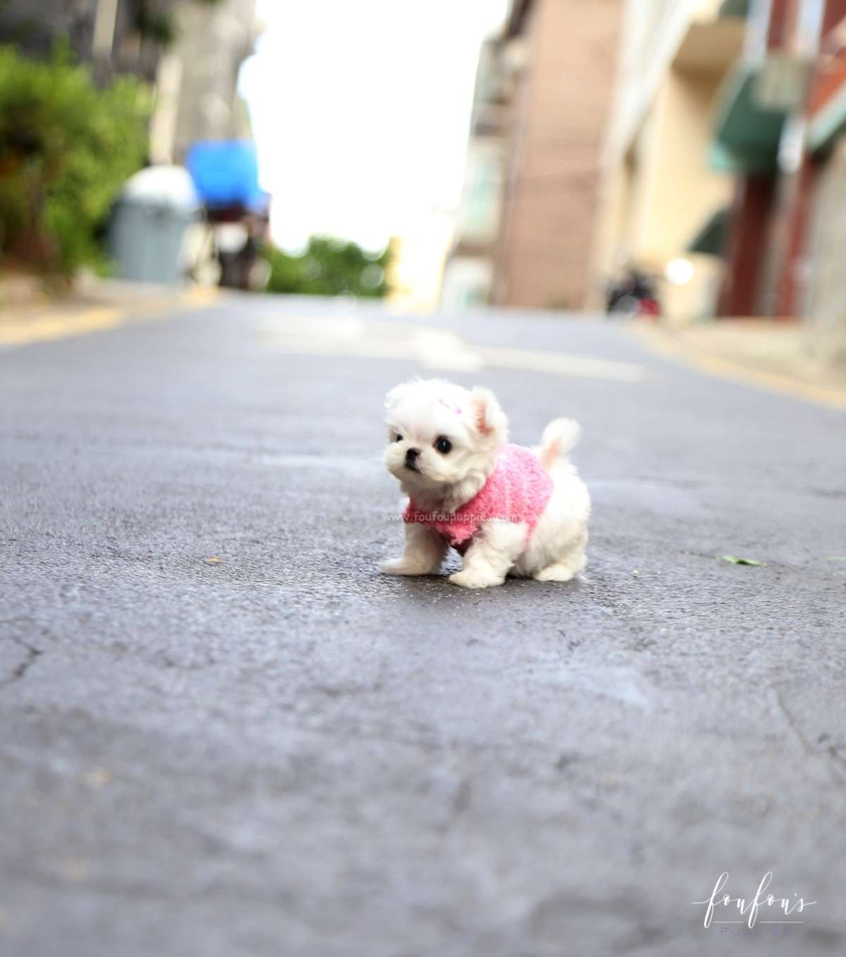 Chia - Maltese F.