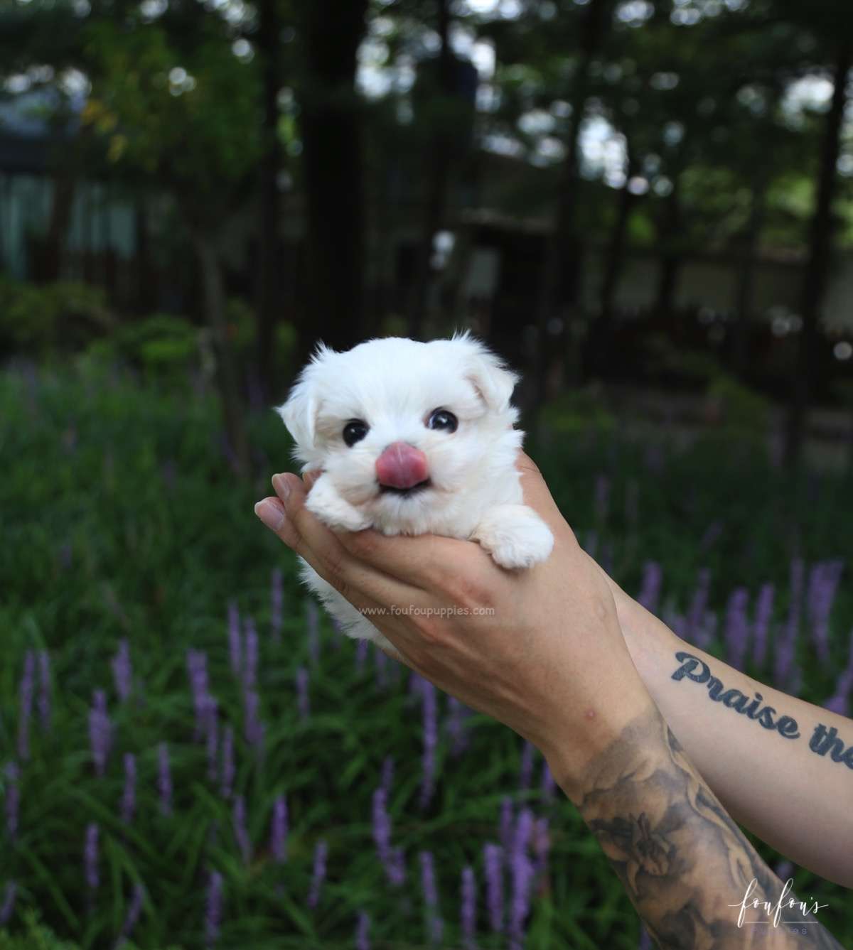 Jazzy - Maltese F.