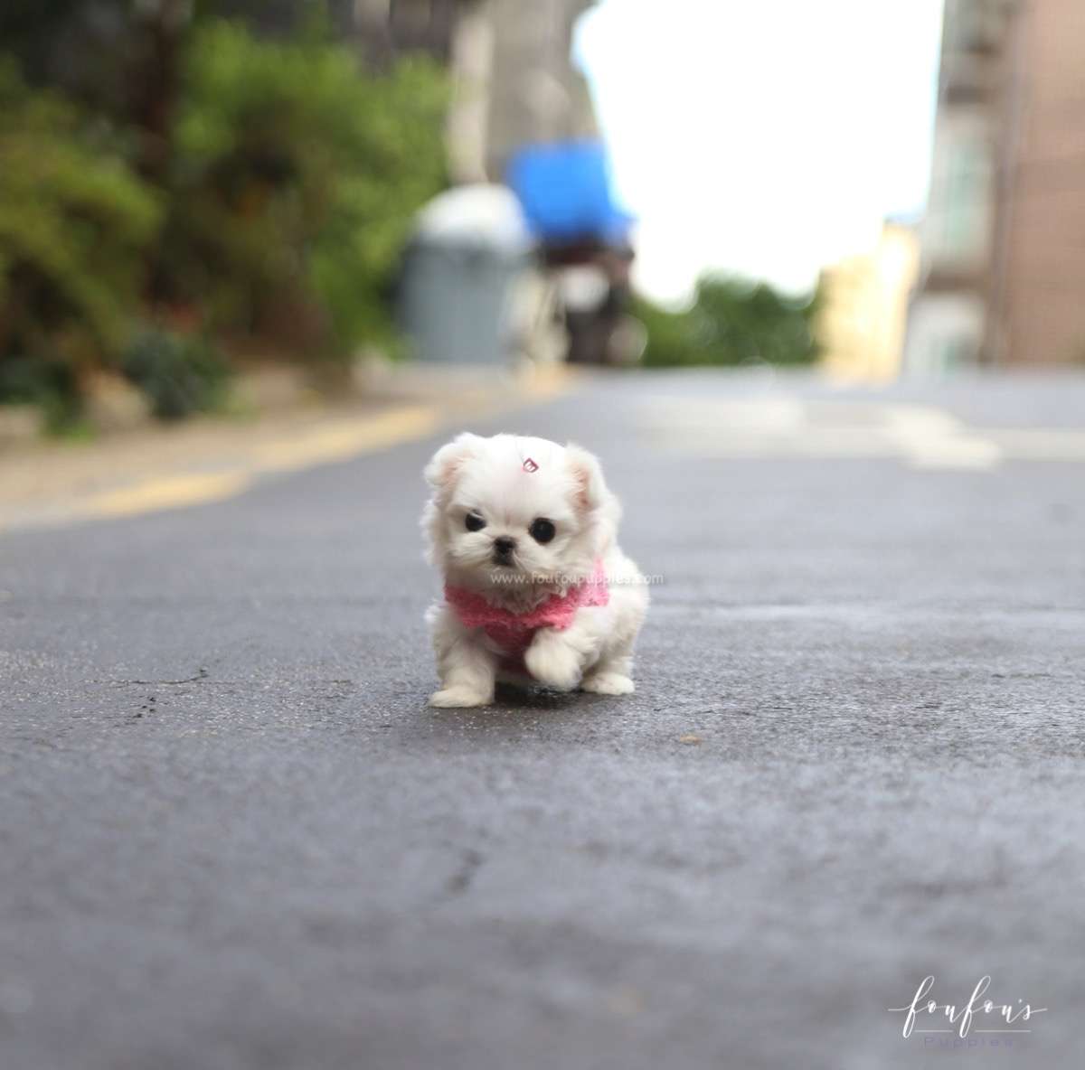 Chia - Maltese F.