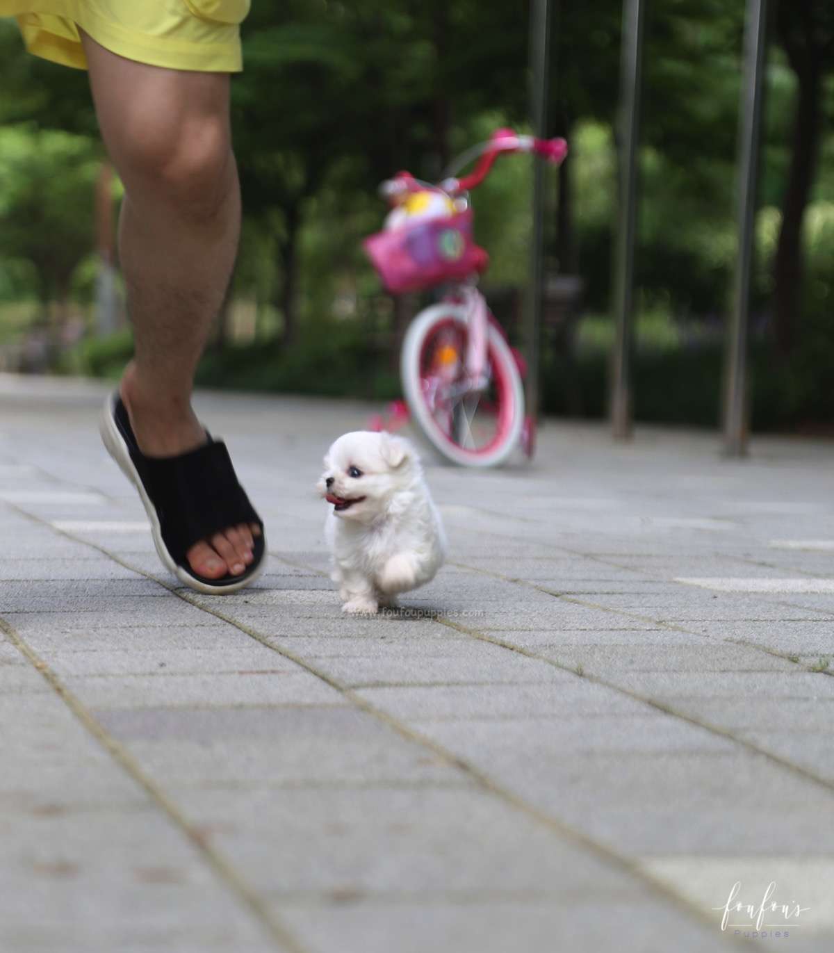 Jazzy - Maltese F.