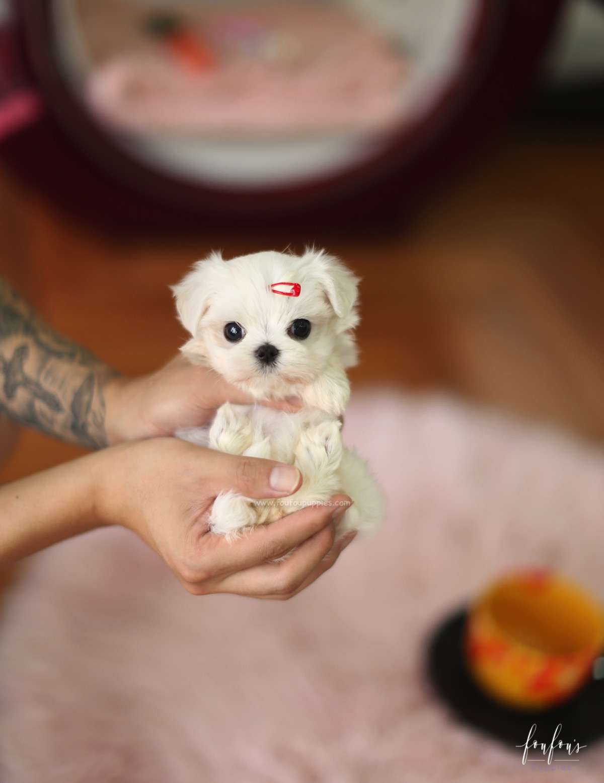 Jazzy - Maltese F.