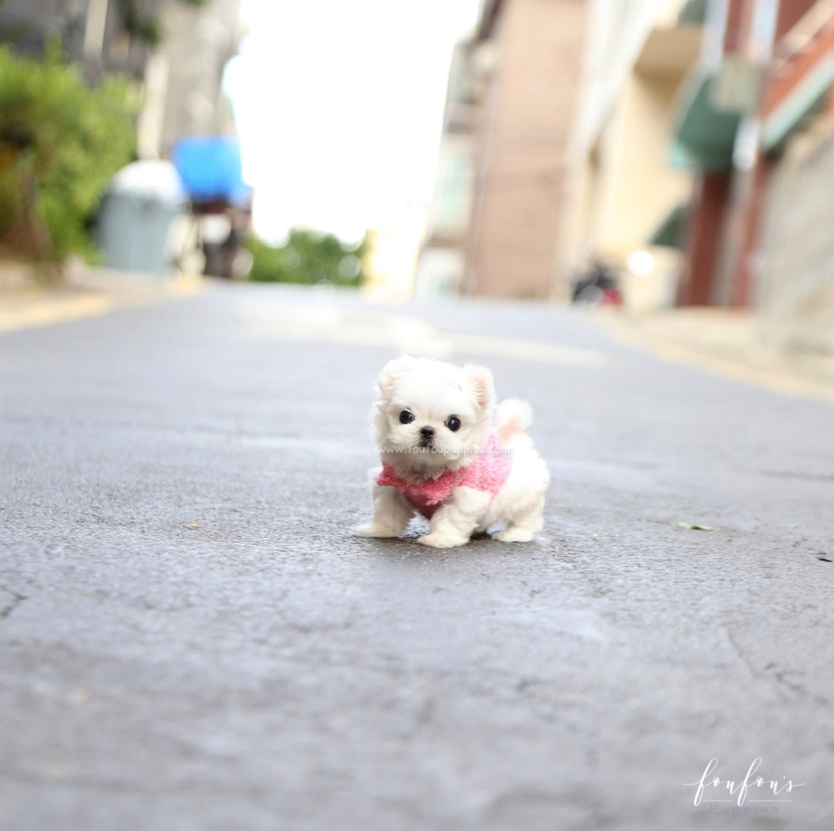 Chia - Maltese F.