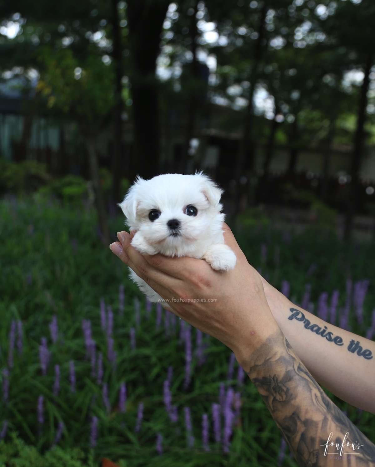 Jazzy - Maltese F.