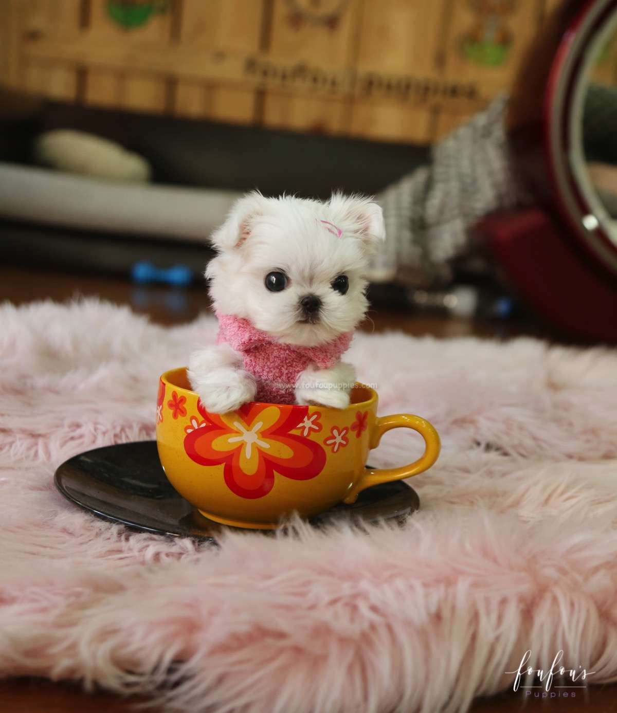 Chia - Maltese F.