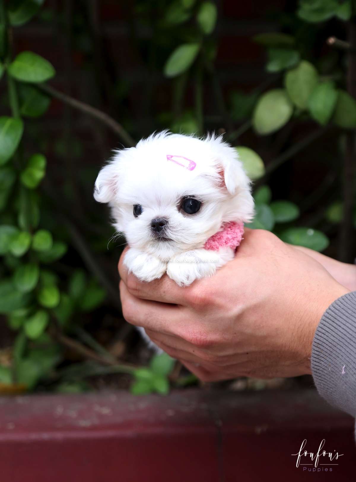 Chia - Maltese F.