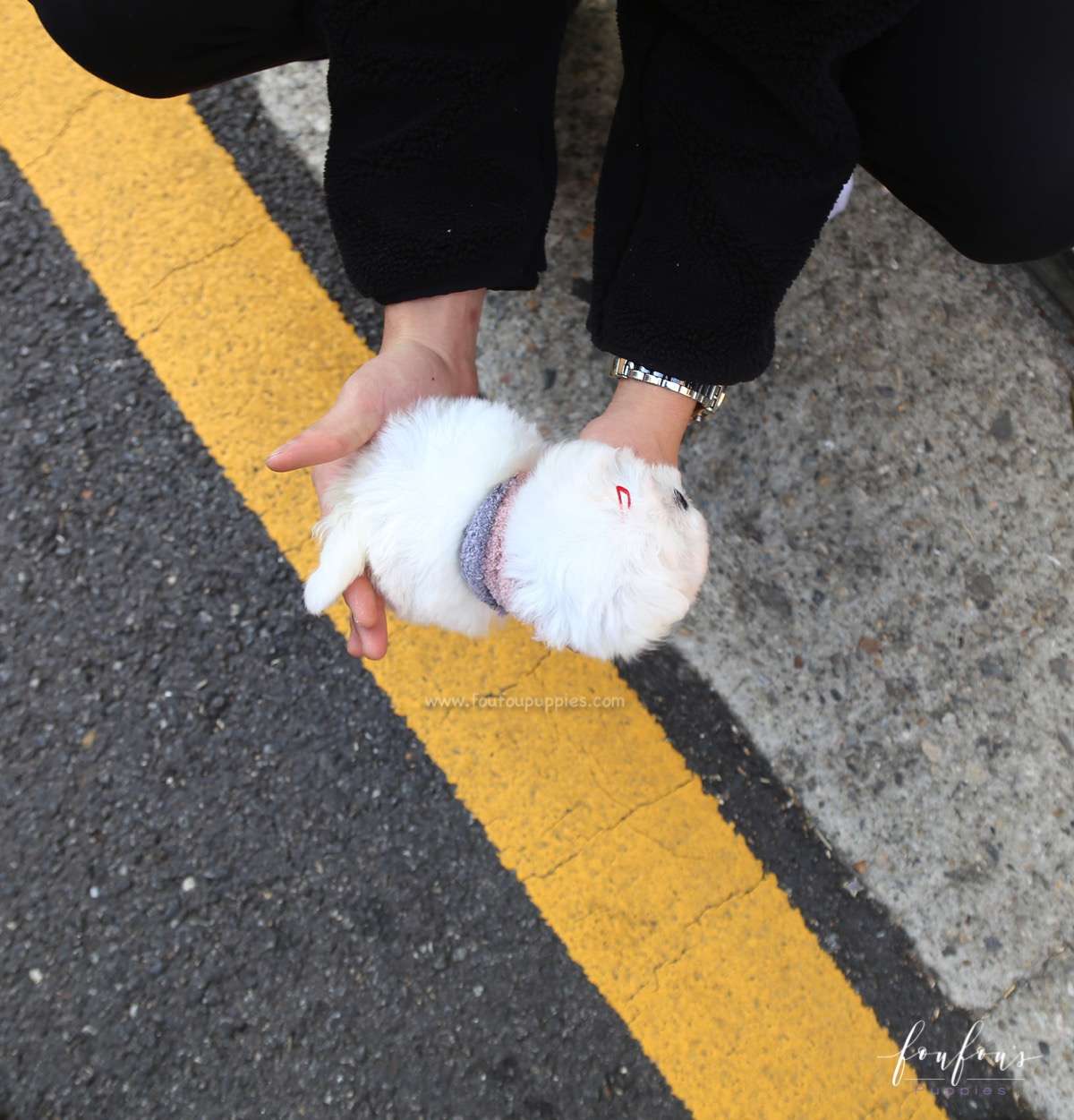 Willow - Maltese F.