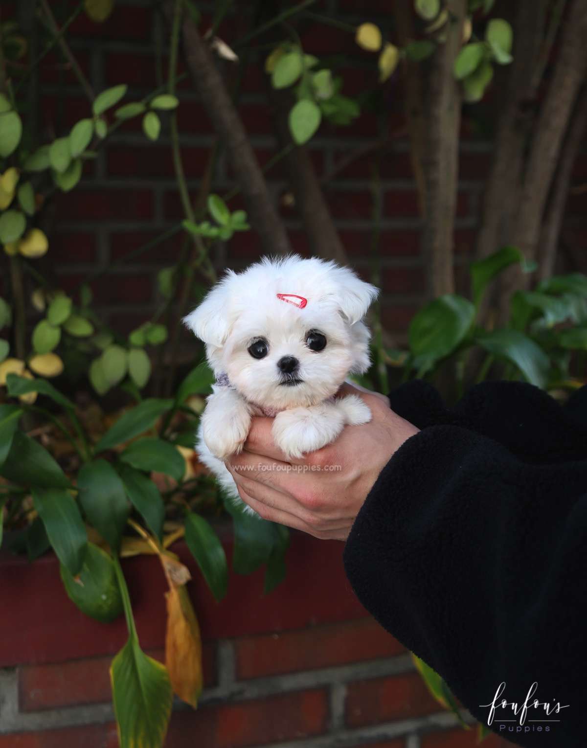Willow - Maltese F.