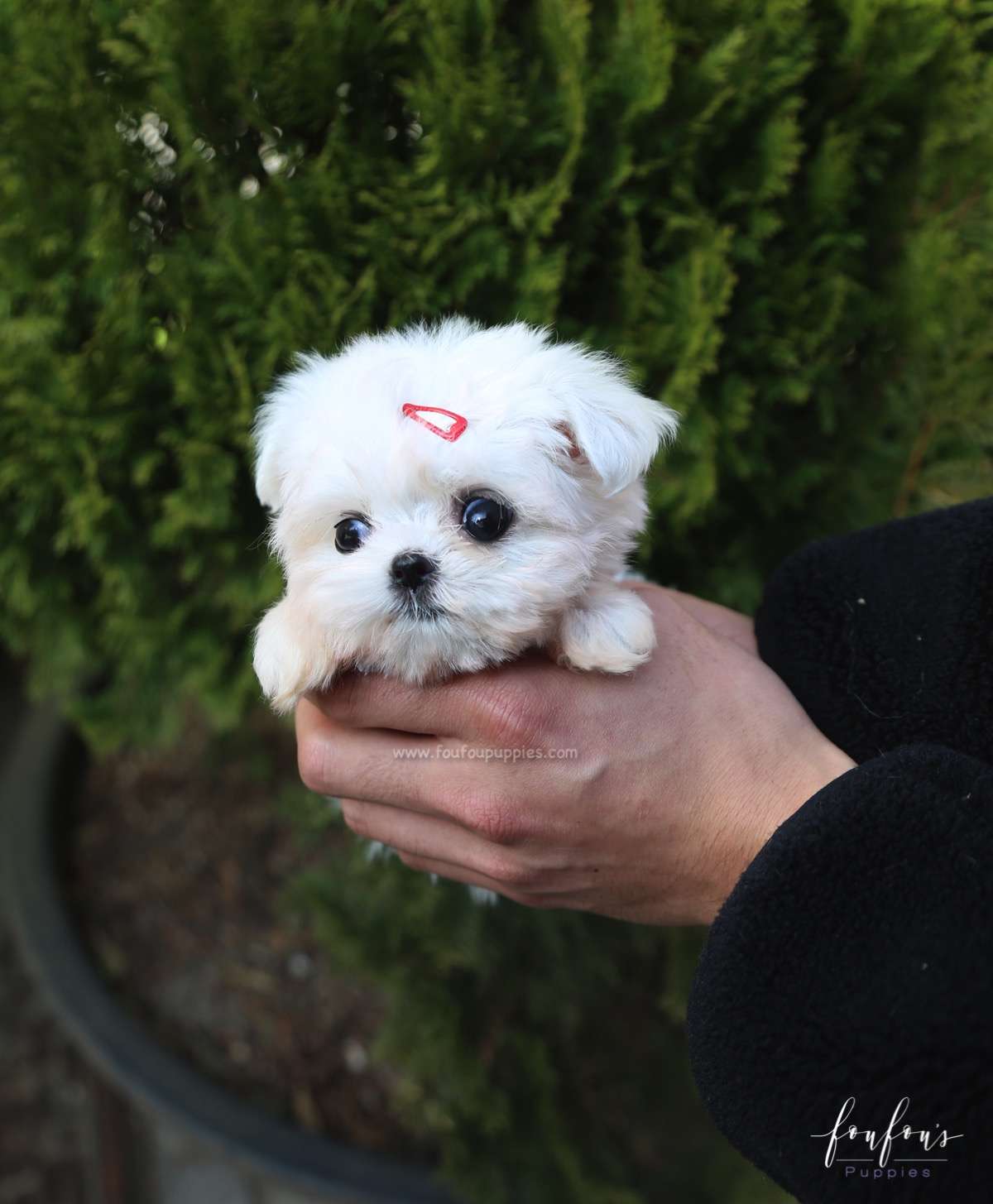 Willow - Maltese F.