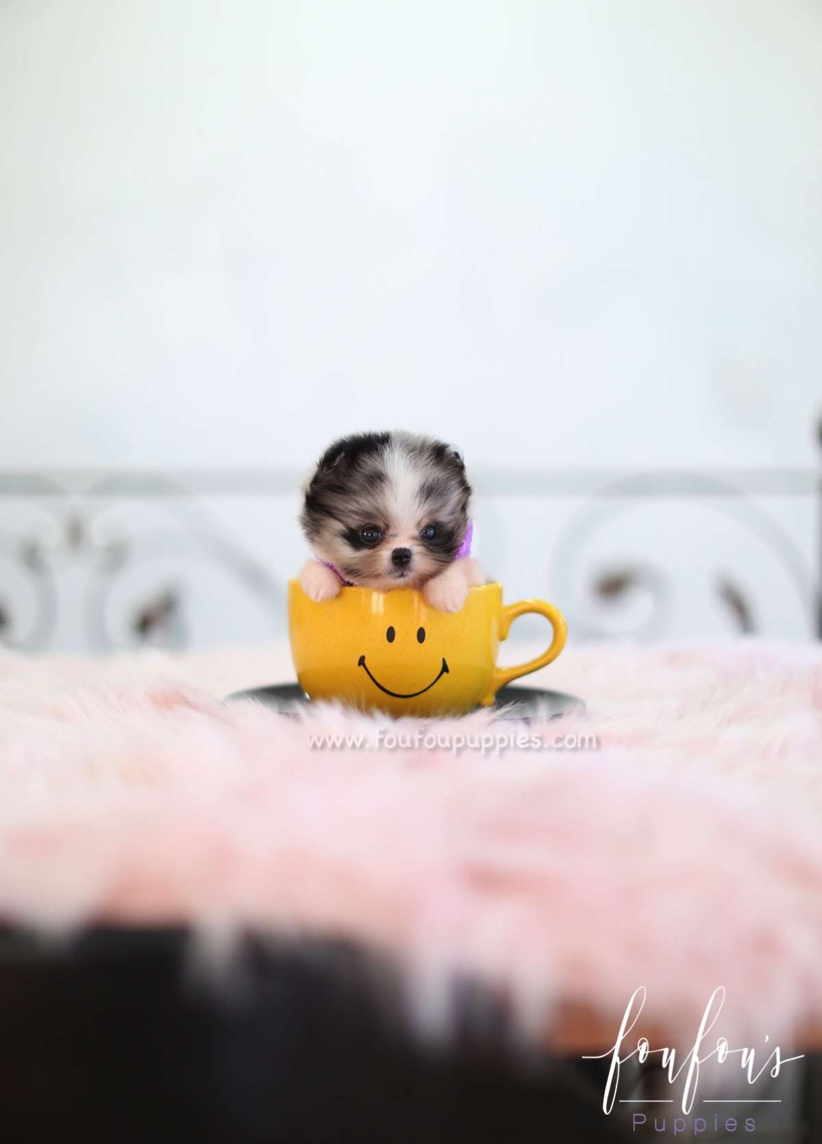 Bandit - Pomeranian M.