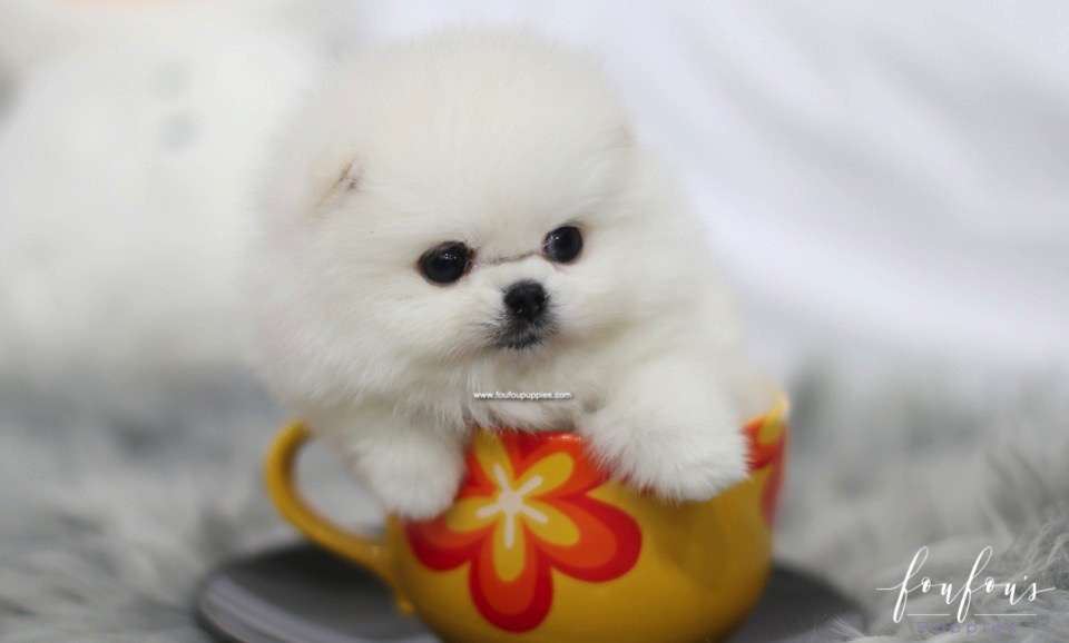 Hermes - Pomeranian M.