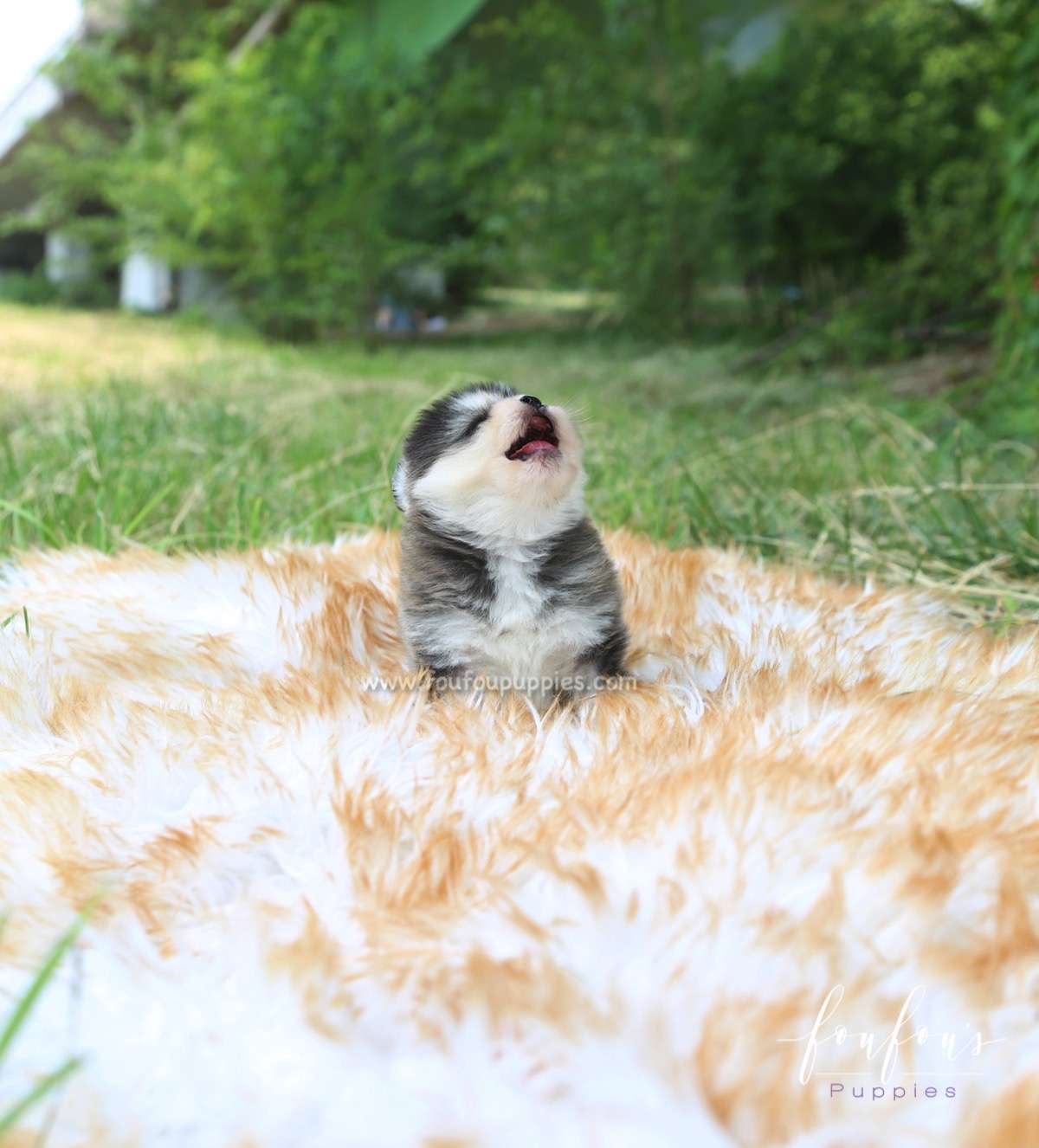 Sky - Pomsky M.