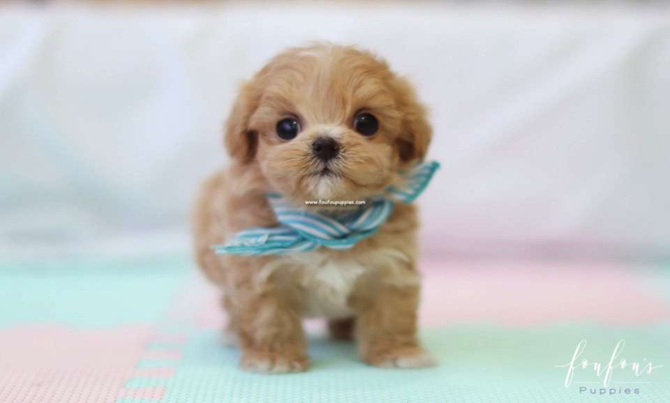 Ralph - Maltipoo M