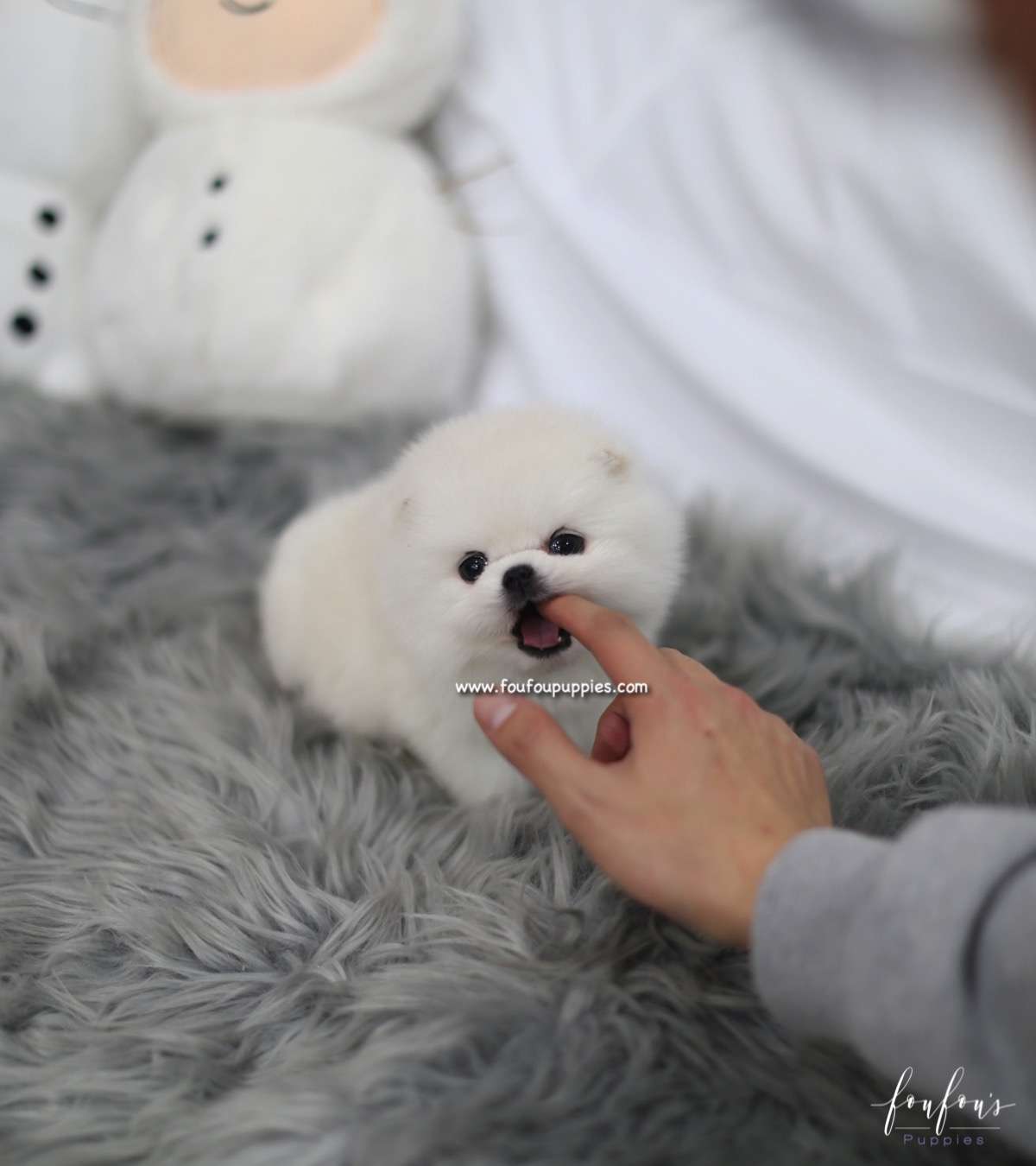 Hermes - Pomeranian M.
