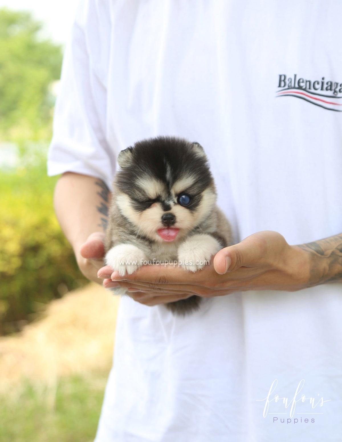 Sky - Pomsky M.
