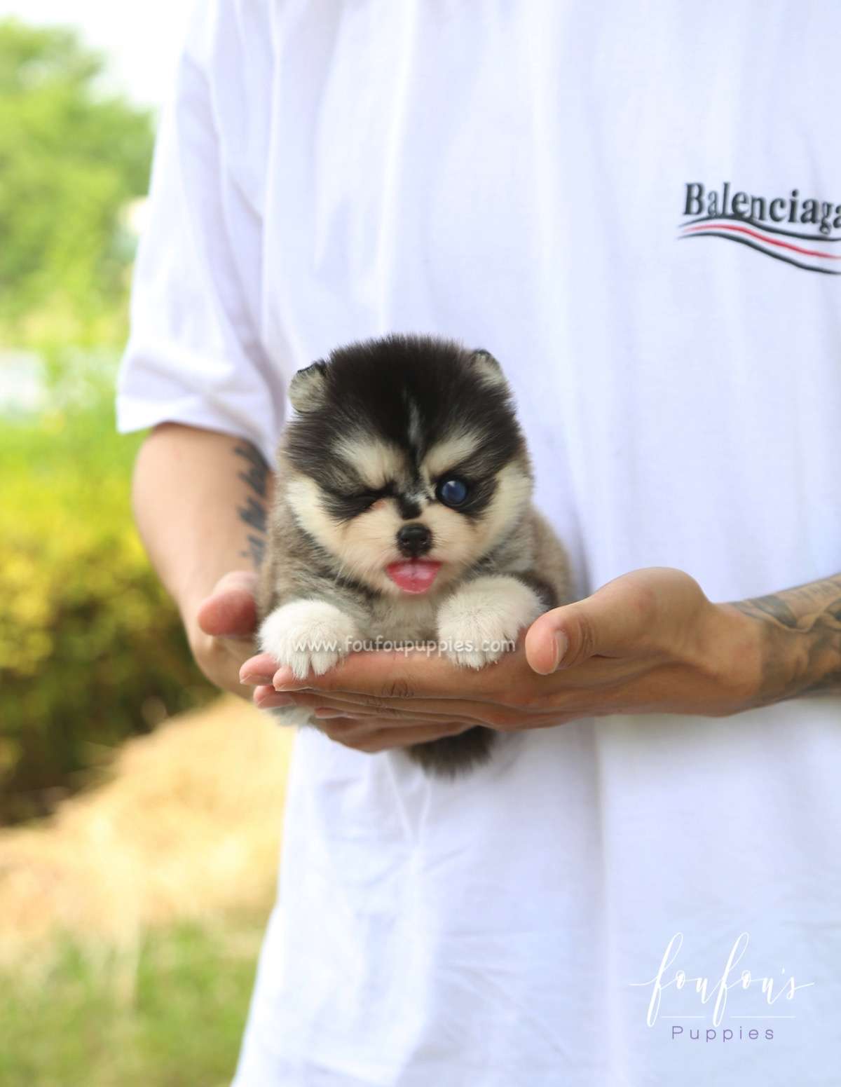 Sky - Pomsky M.