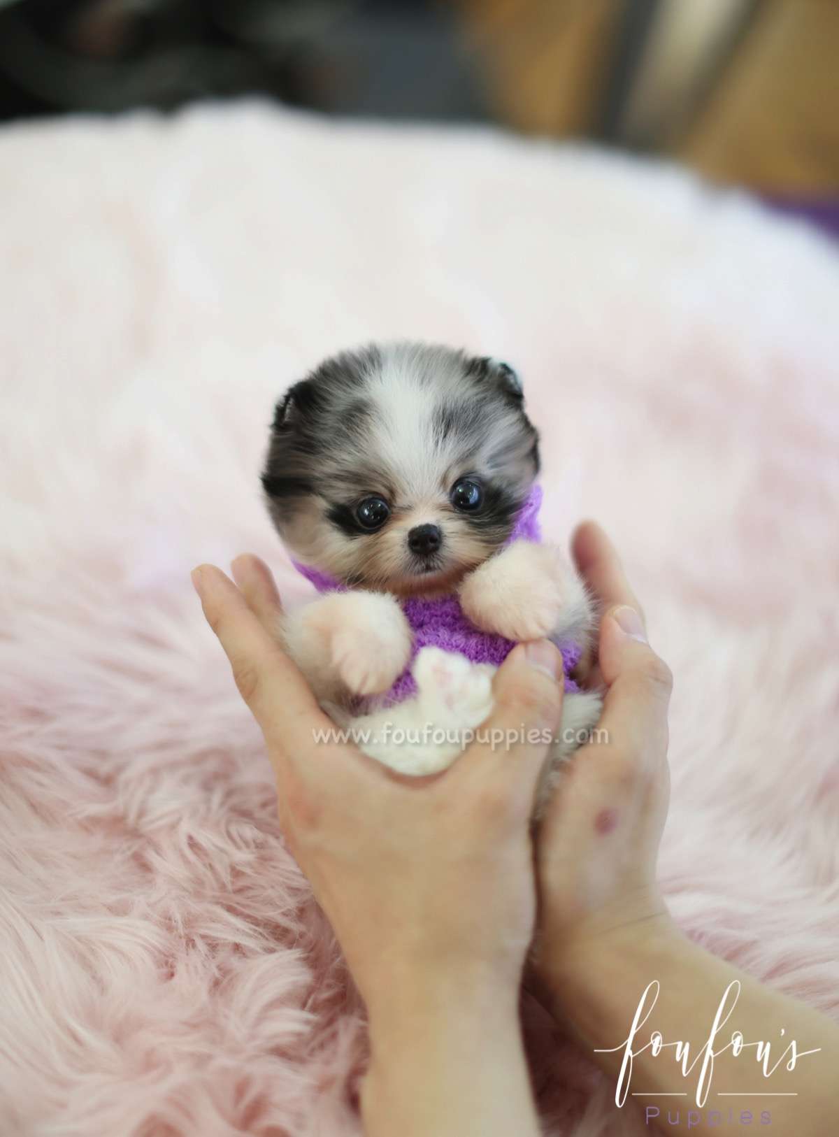 Bandit - Pomeranian M.