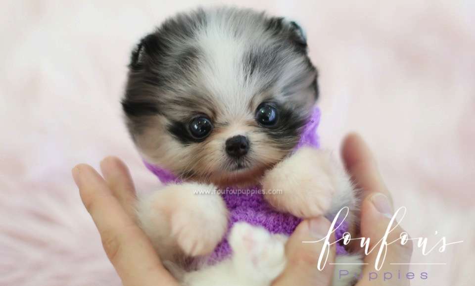 Bandit - Pomeranian M.