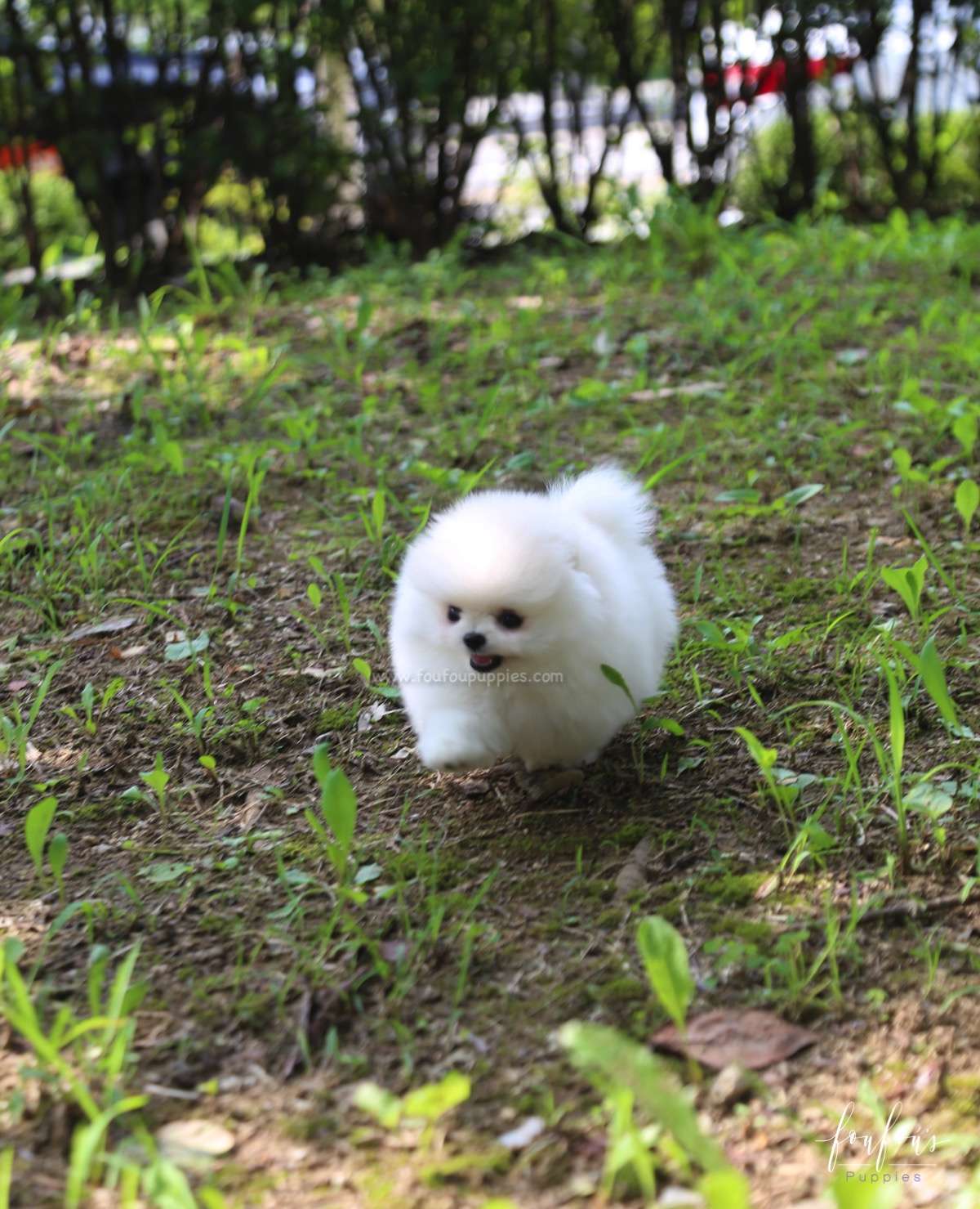 Blake - Pomeranian M.