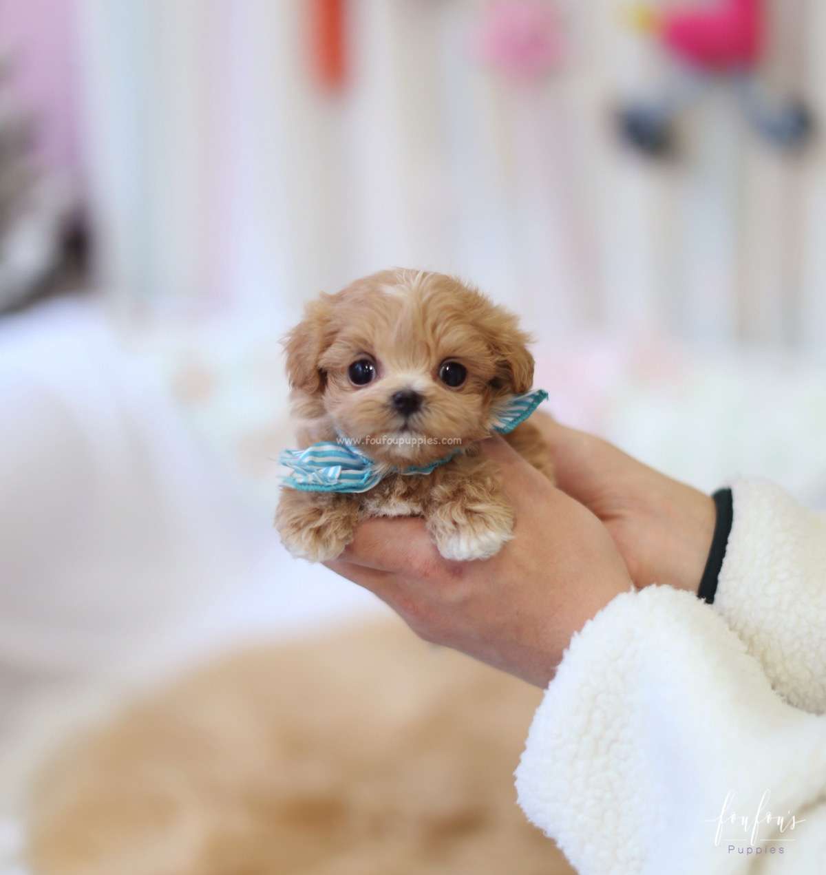Ralph - Maltipoo M