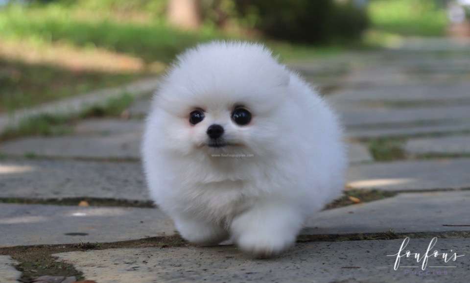 Blake - Pomeranian M.