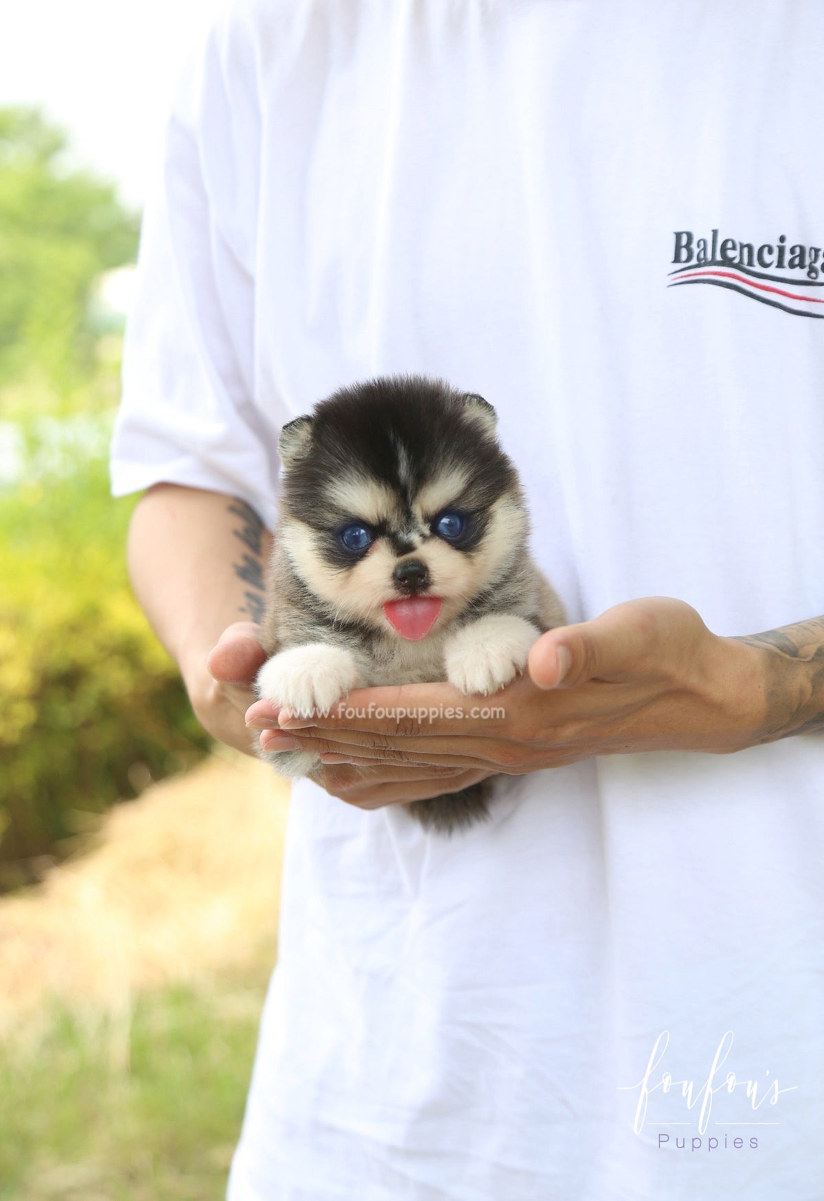 Sky - Pomsky M.
