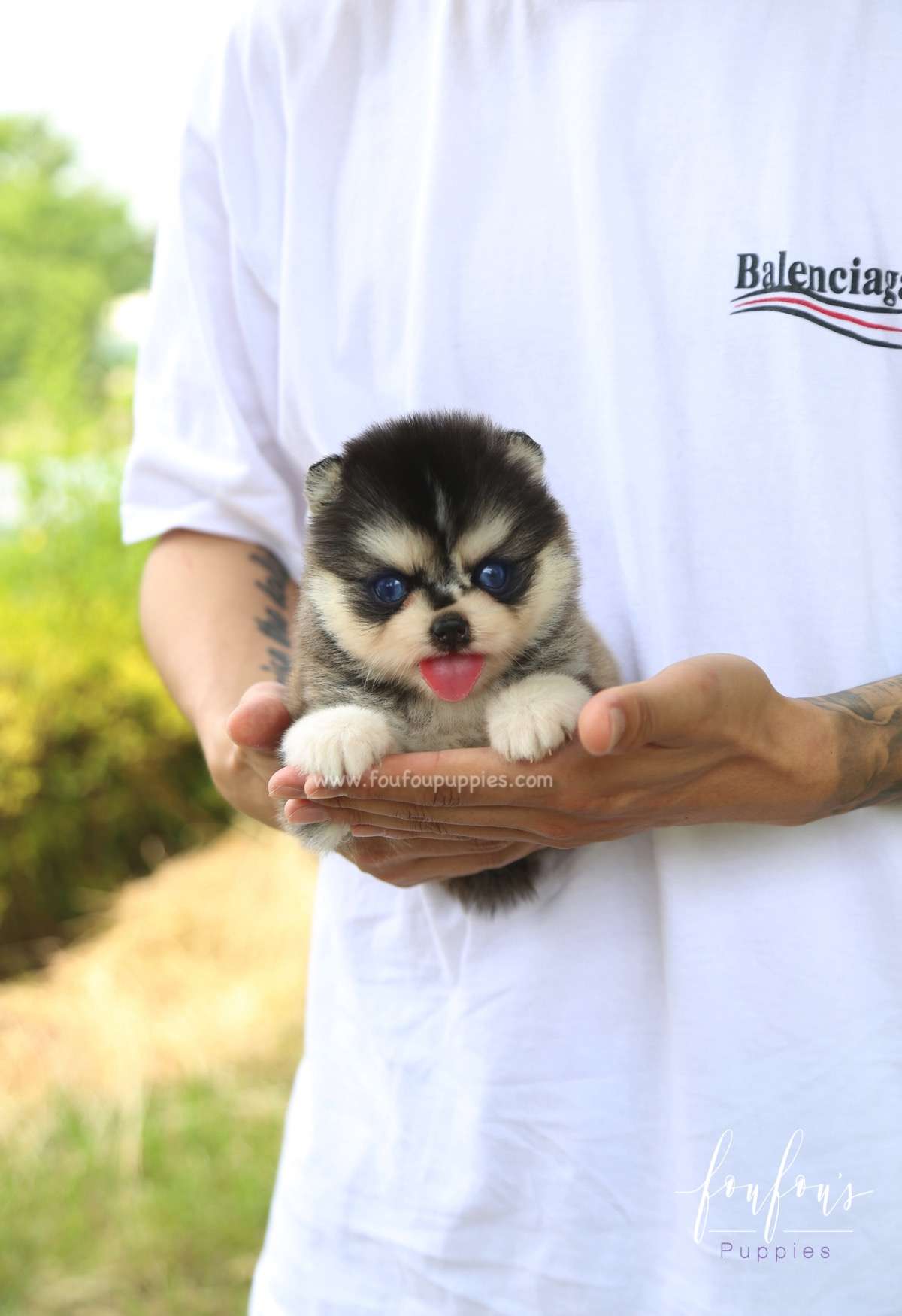 Sky - Pomsky M.