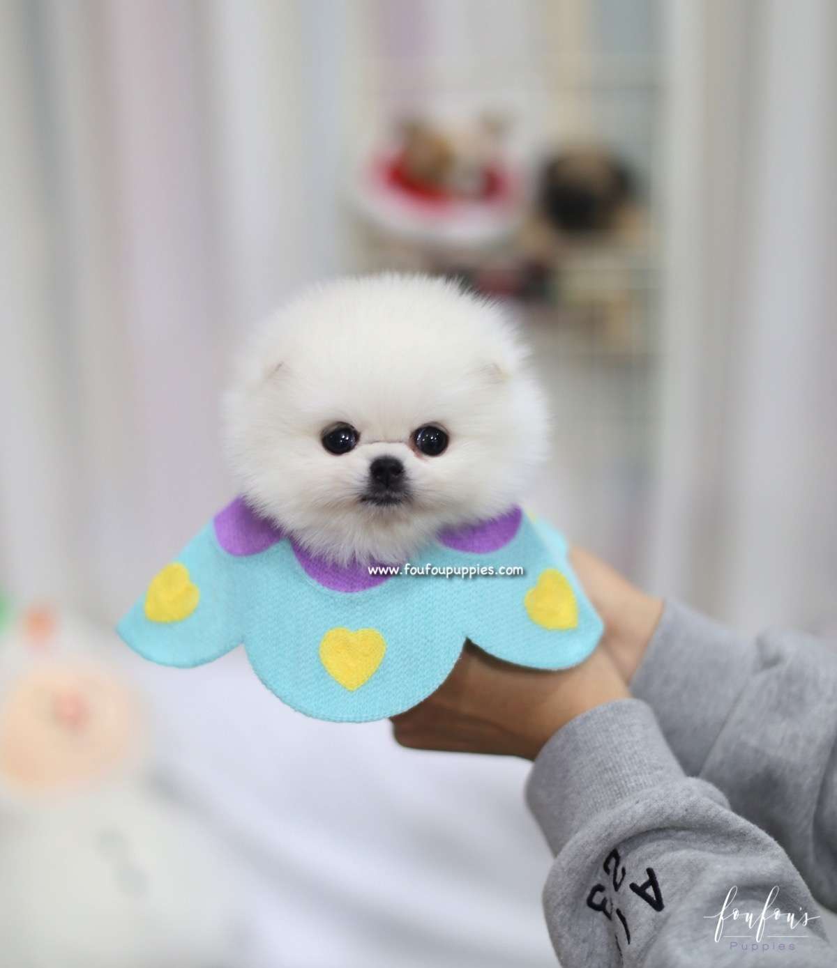 Hermes - Pomeranian M.