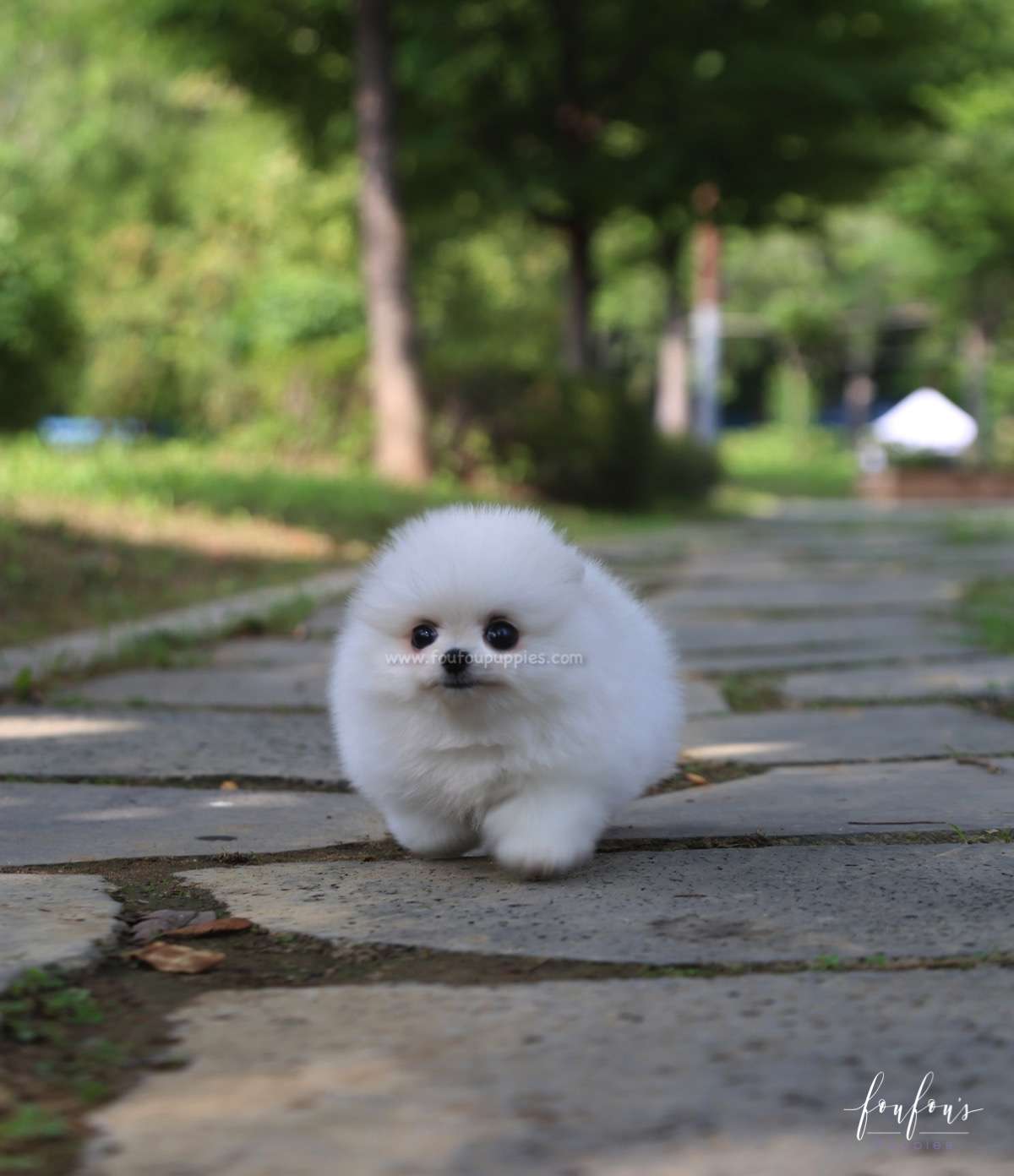 Blake - Pomeranian M.