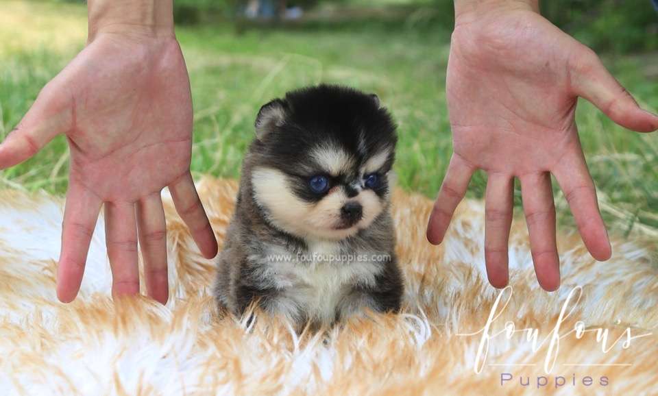 Sky - Pomsky M.