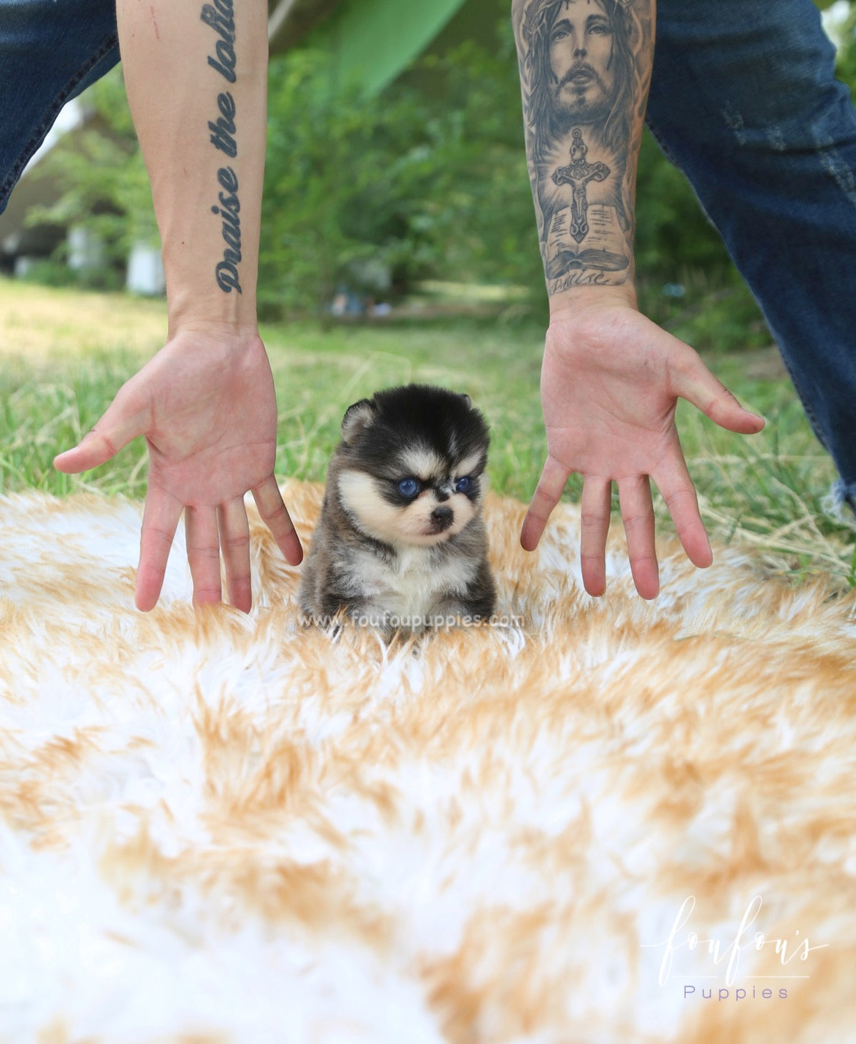 Sky - Pomsky M.