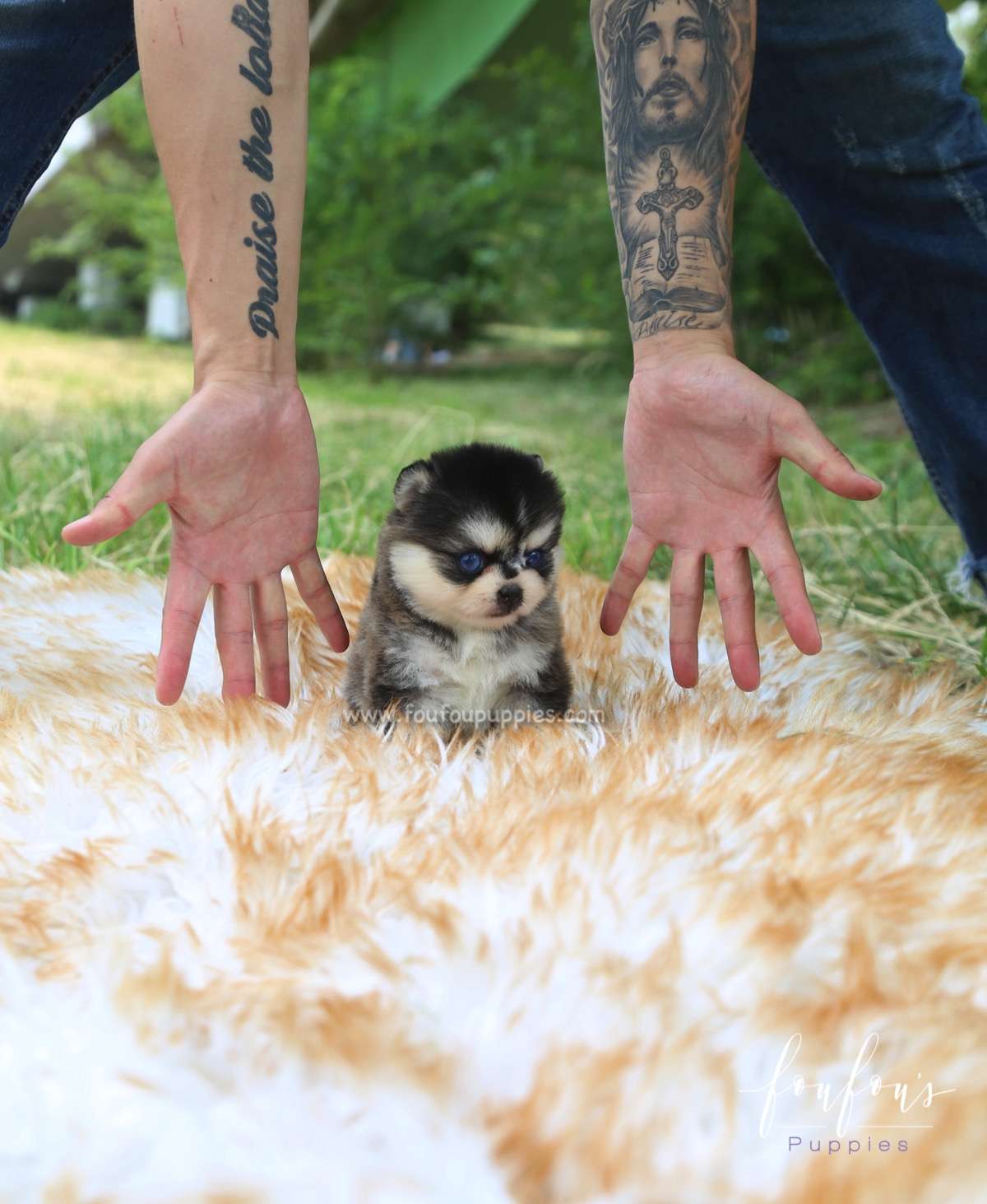 Sky - Pomsky M.