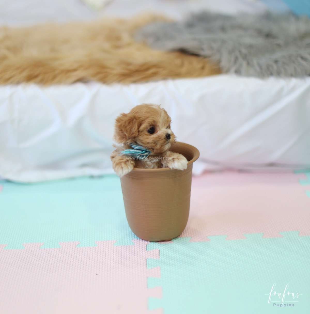 Ralph - Maltipoo M