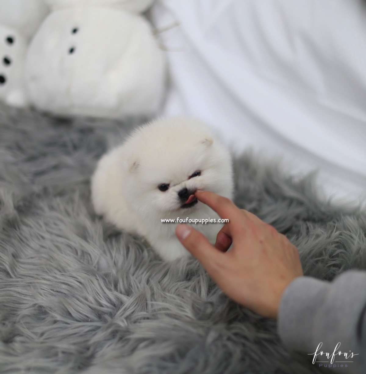 Hermes - Pomeranian M.