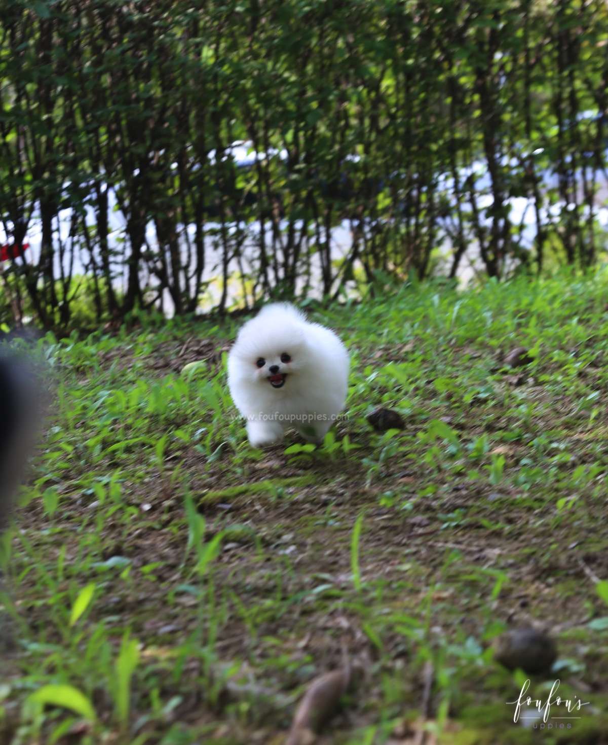 Blake - Pomeranian M.