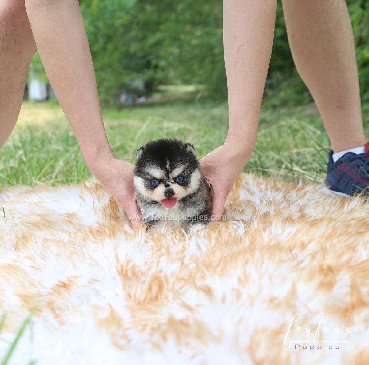 Sky - Pomsky M.