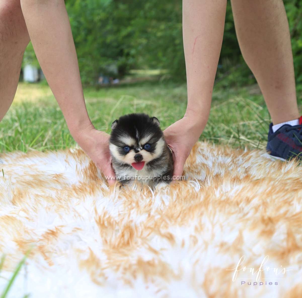 Sky - Pomsky M.