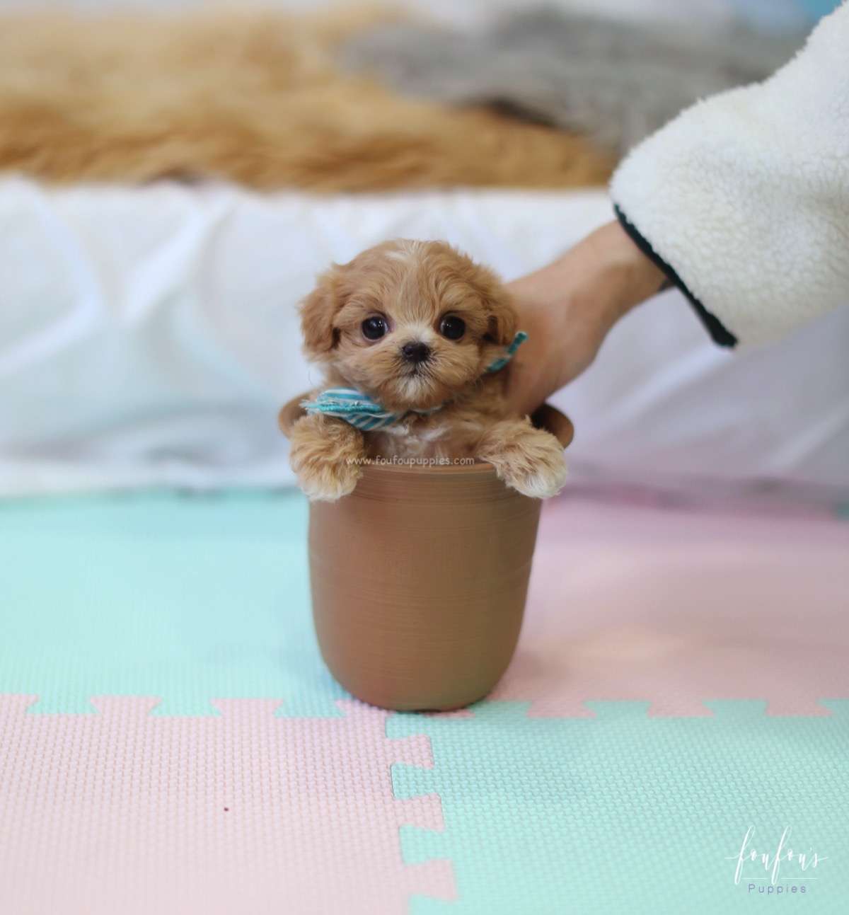 Ralph - Maltipoo M