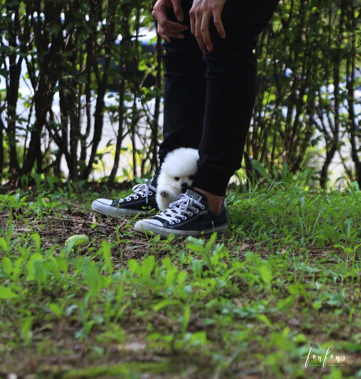 Blake - Pomeranian M.