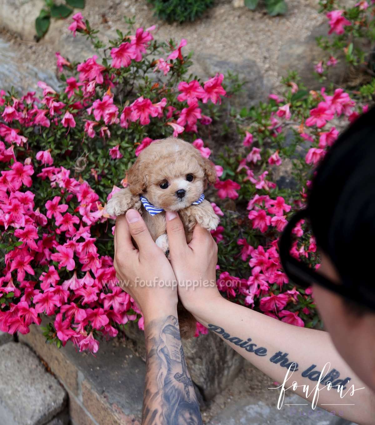 Teddy - Poodle M.