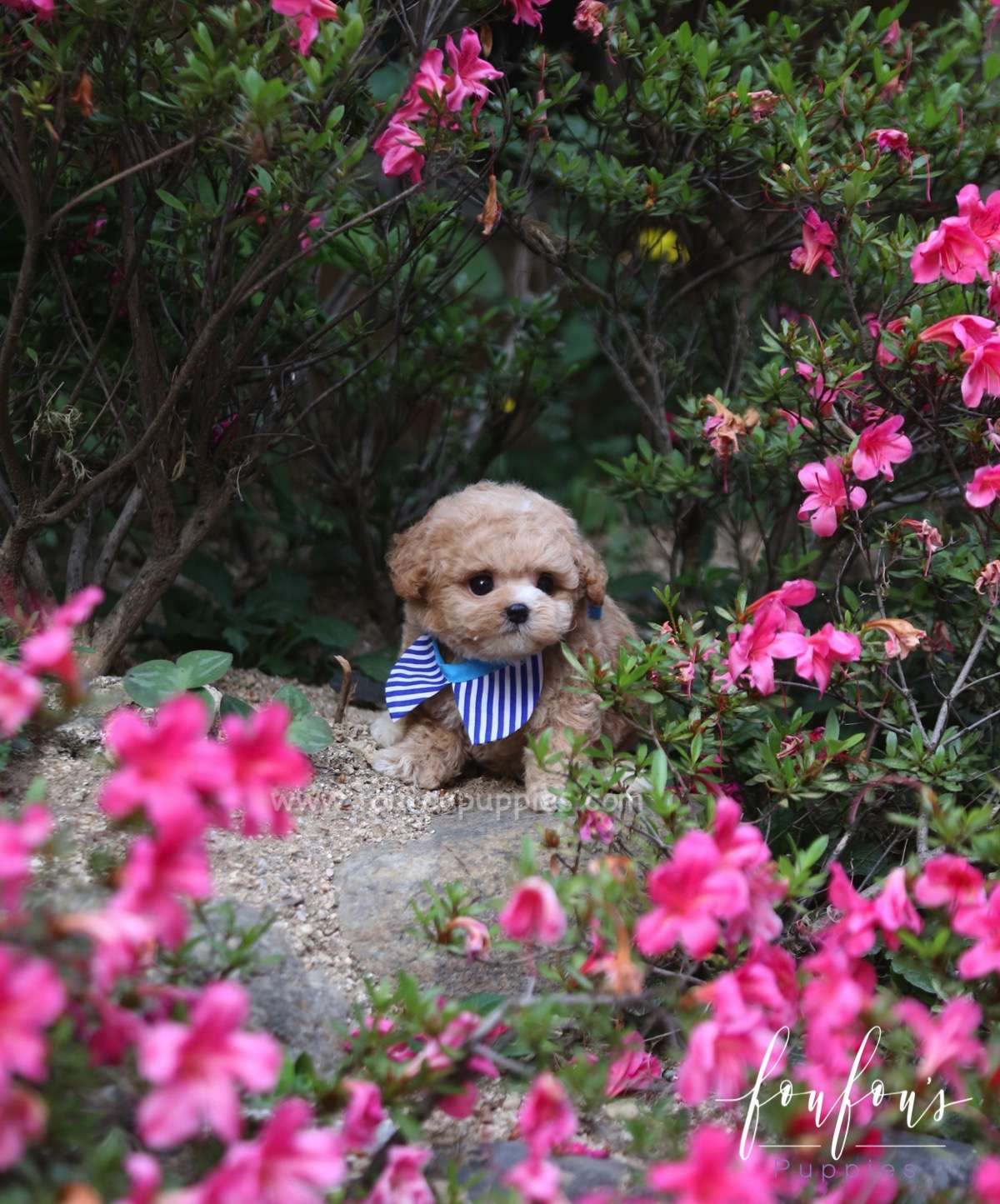 Teddy - Poodle M.