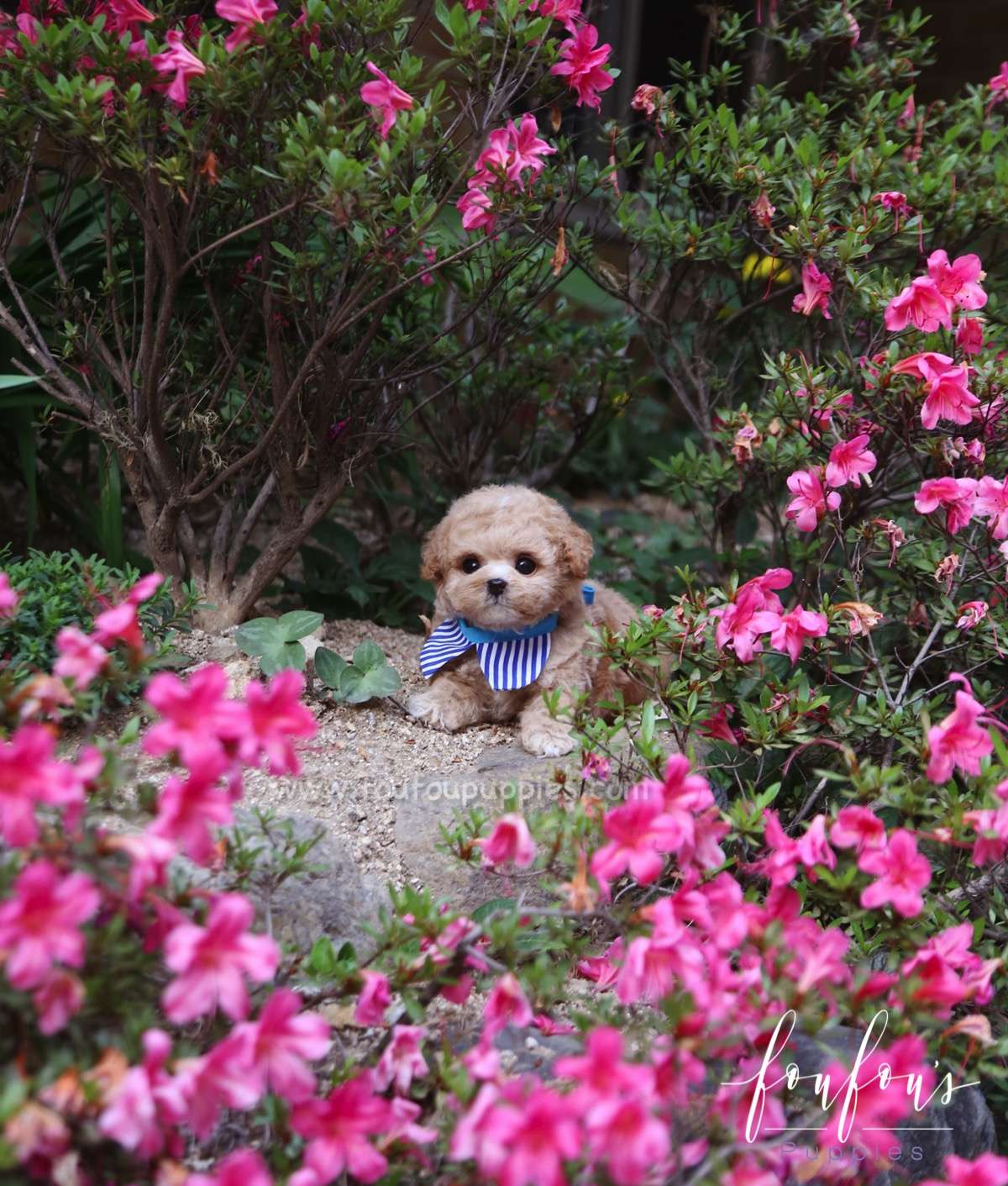 Teddy - Poodle M.
