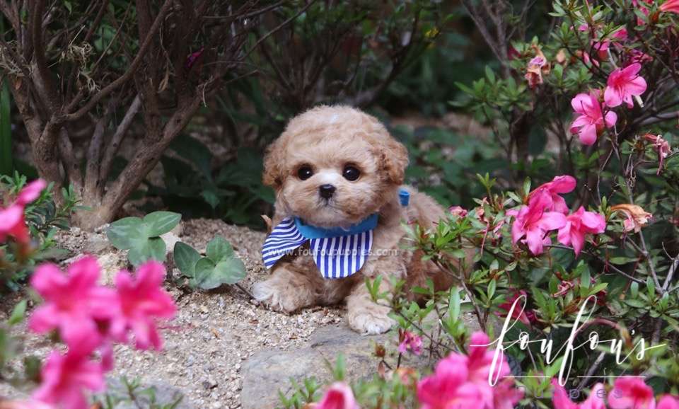 Teddy - Poodle M.