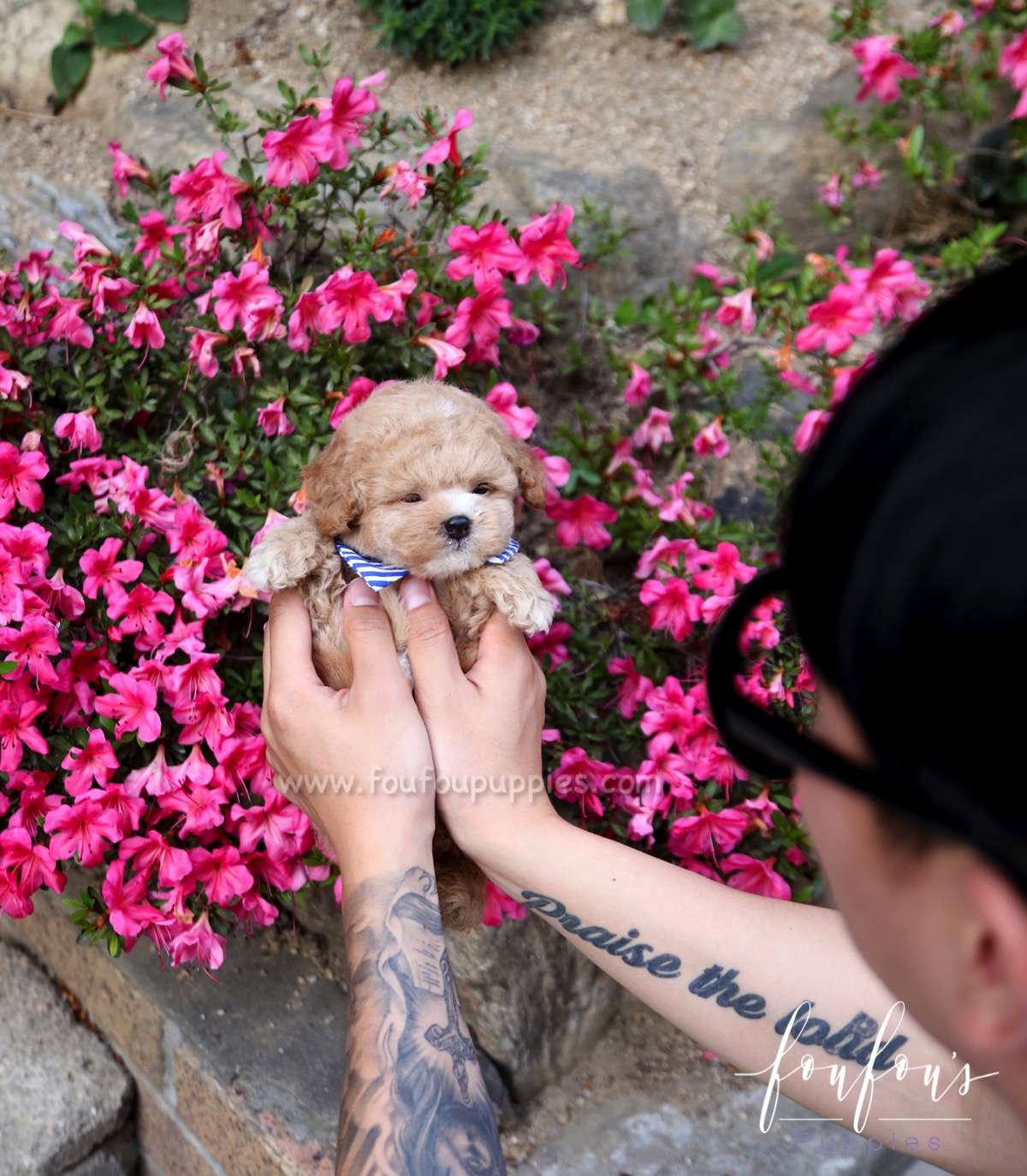 Teddy - Poodle M.