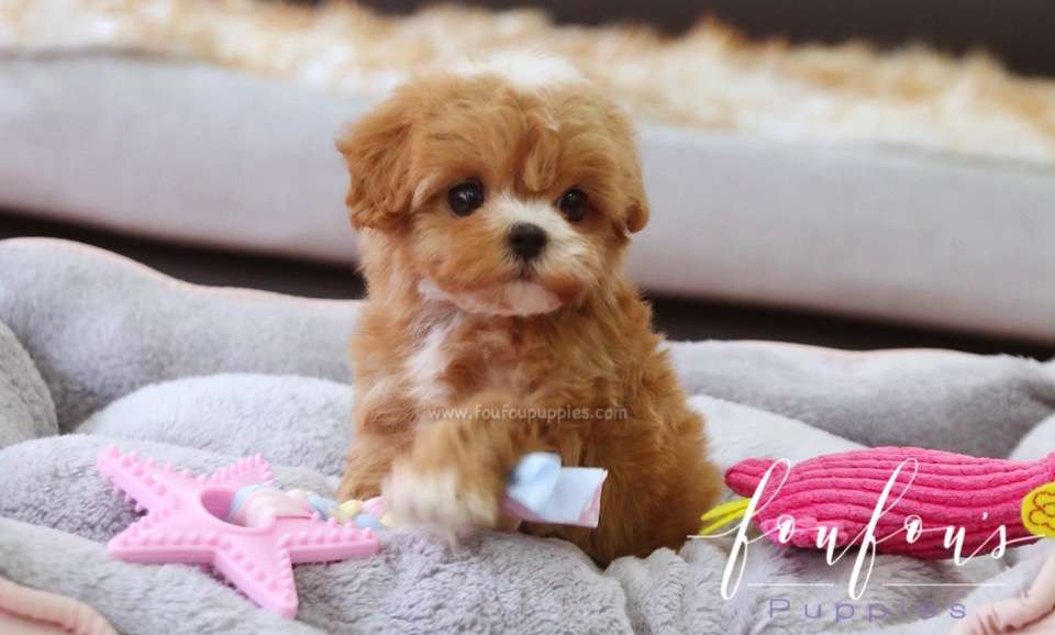 Kai - Maltipoo M.