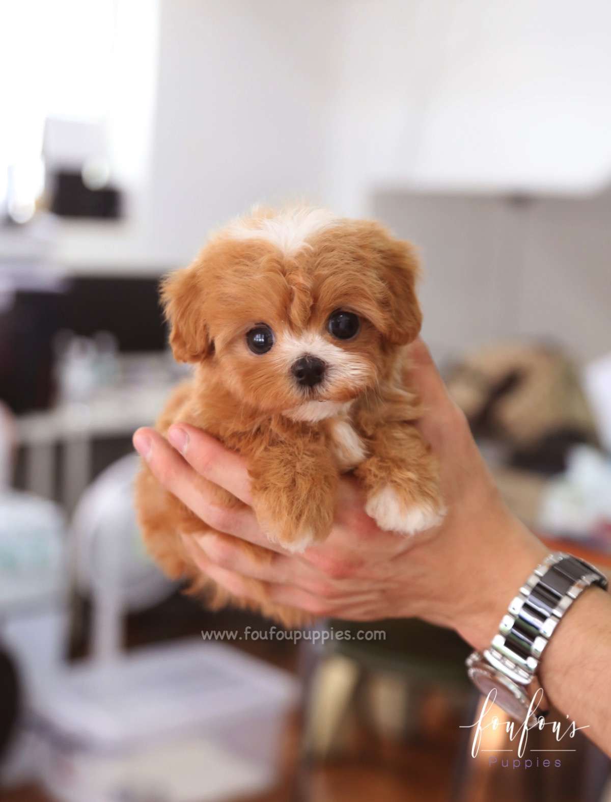 Kai - Maltipoo M.