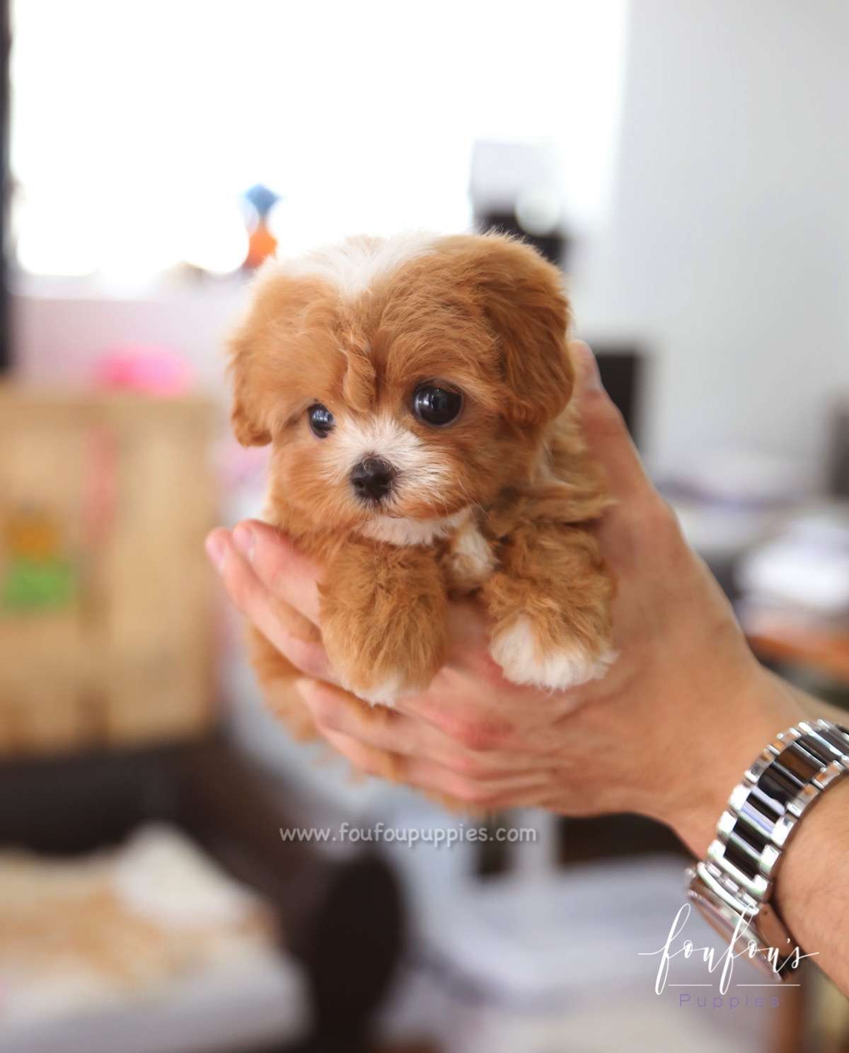 Kai - Maltipoo M.