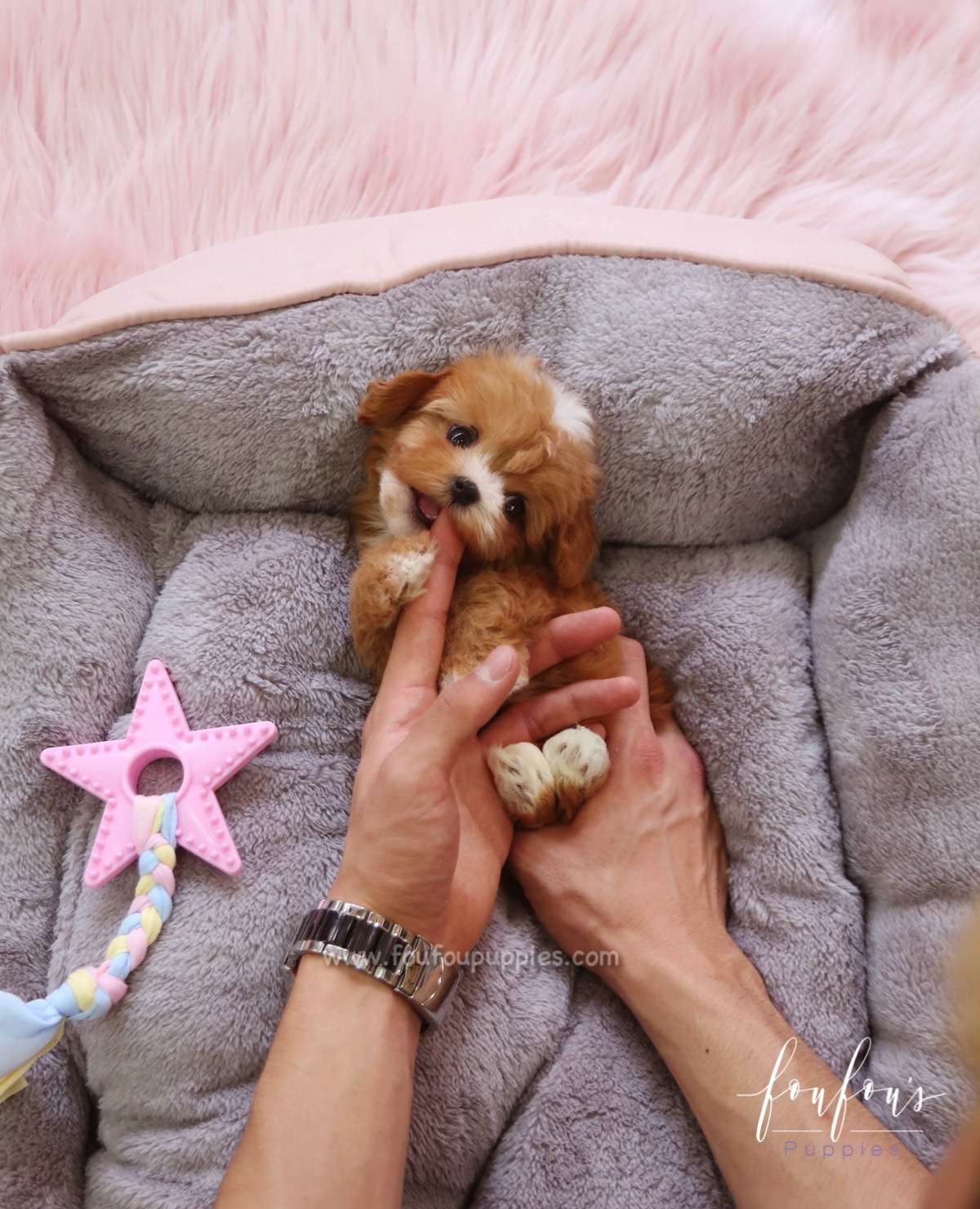 Kai - Maltipoo M.