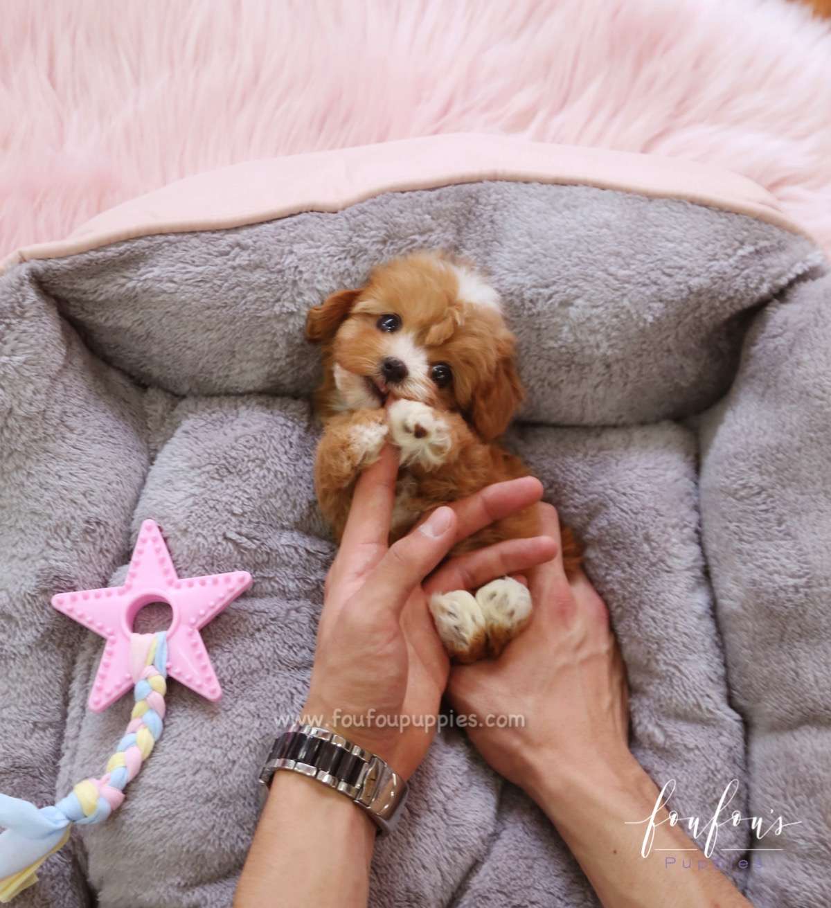 Kai - Maltipoo M.