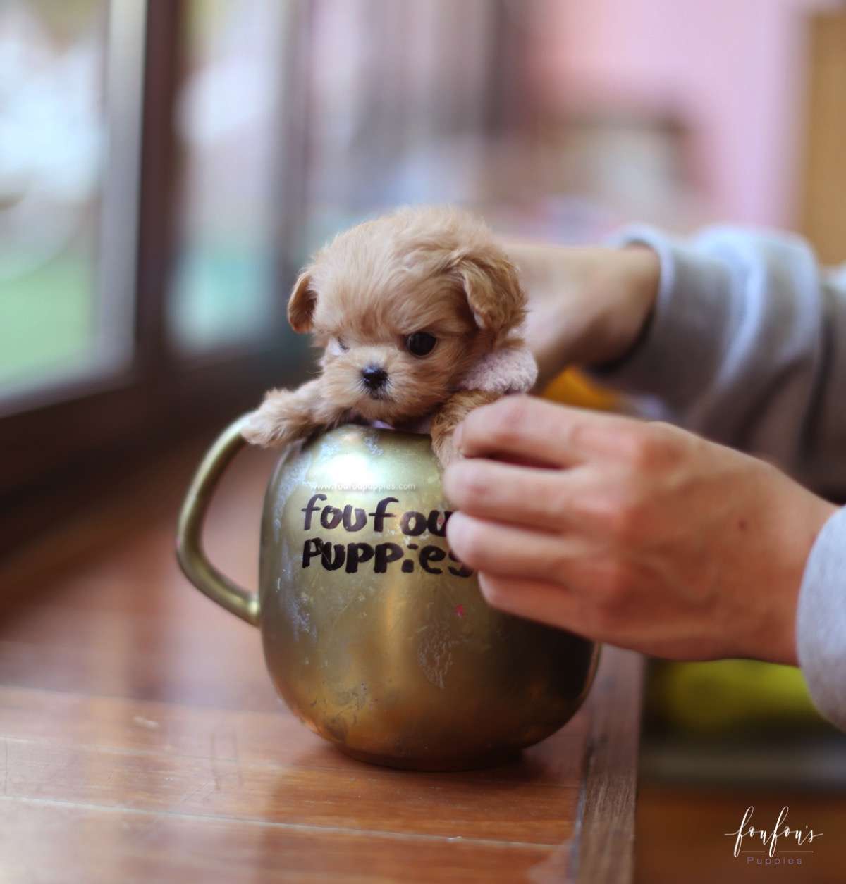 Duke - Maltipoo M.