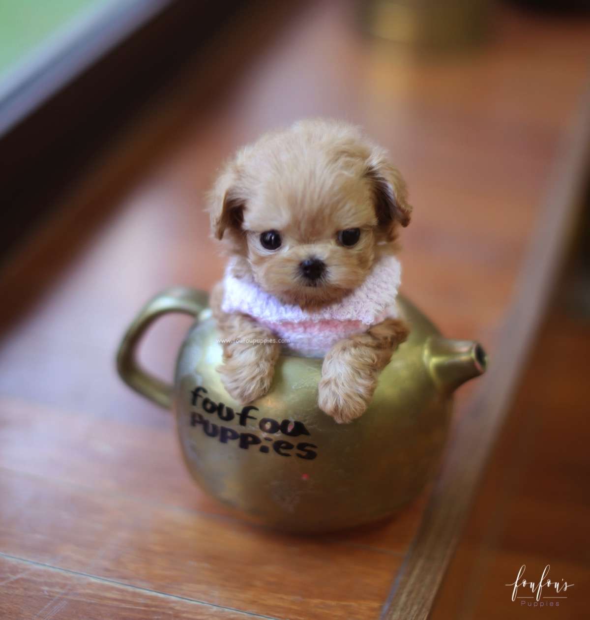 Duke - Maltipoo M.